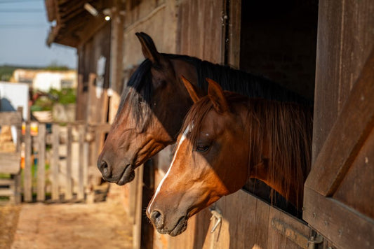 Artimud for Horses: Benefits and Uses