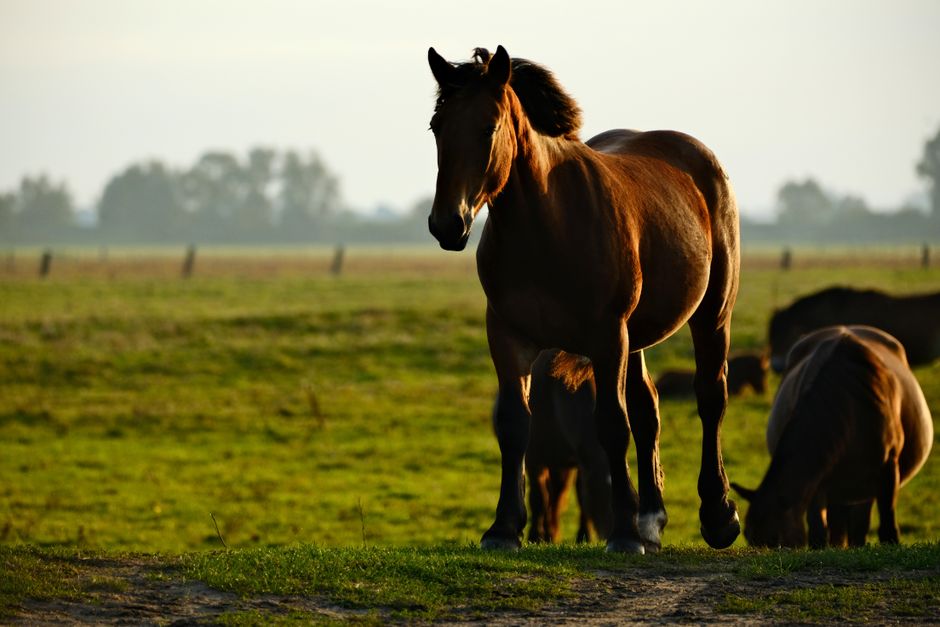 Rebuilding Horse Hoof Strength Naturally