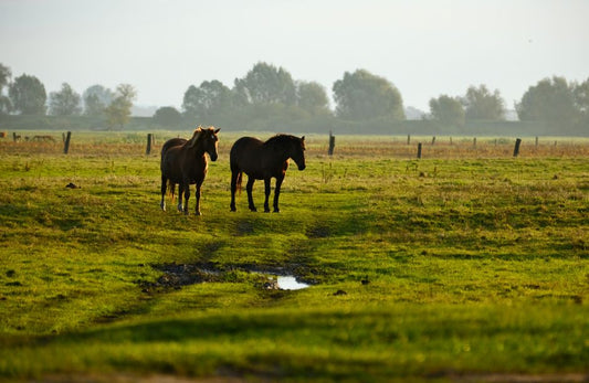Identifying Early Signs of Laminitis
