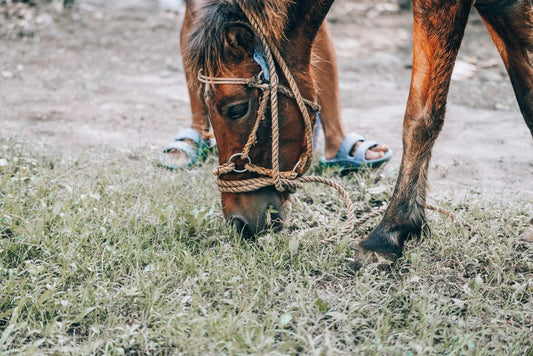 Hoof Care for Barefoot Horses