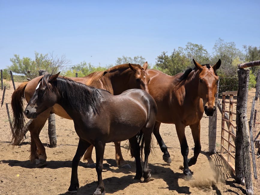 How to Treat Horse Hoof Canker at Home