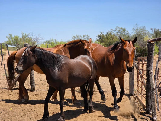 How to Treat Horse Hoof Canker at Home