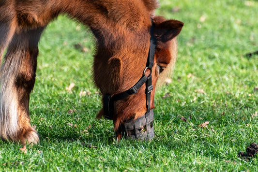 Equine Mud Fever Hoof Treatment: Complete Guide to Prevention and Care