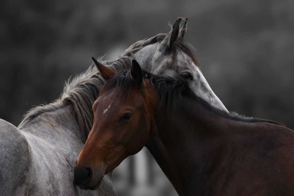Outlaw Horse: Natural Hoof Care Excellence
