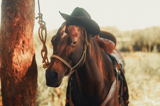Horse Frog Rot: Causes, Prevention & Treatment