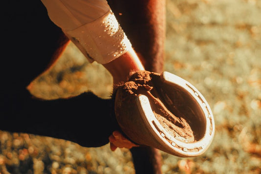 Is the Frog of a Horse Hoof Sensitive?