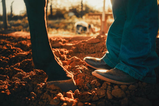 Organic Solutions for Horse Hoof Cracks