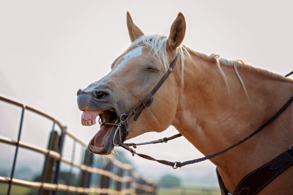 Canker vs Thrush in Horses: Key Differences