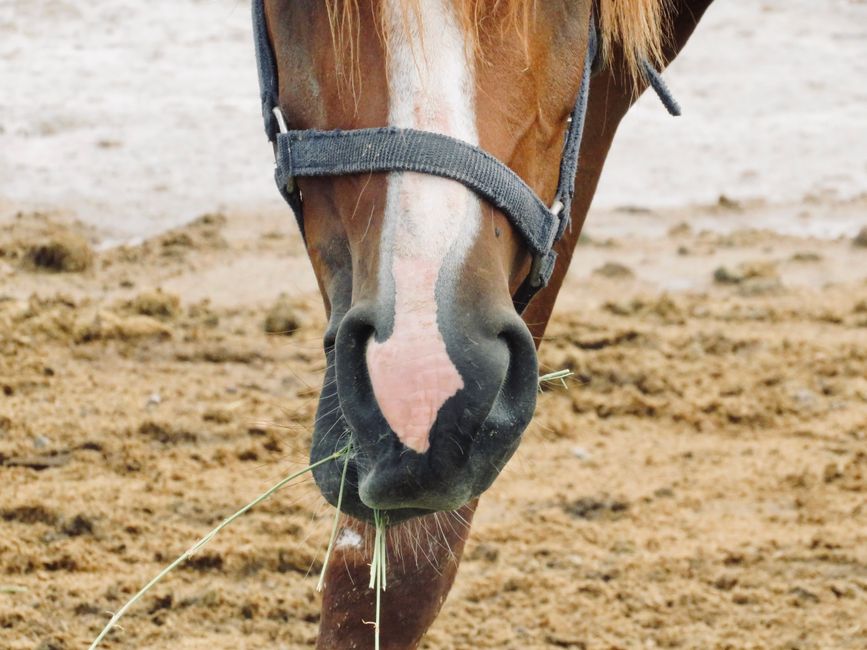 Foot Canker in Horses: Causes and Treatment