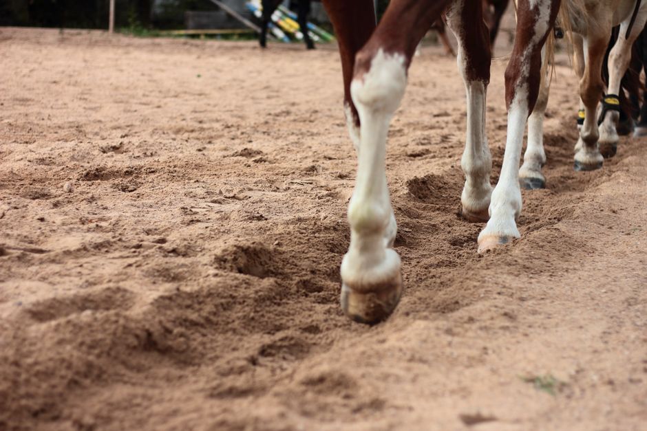 Equine Hoof Repair: a Complete Guide