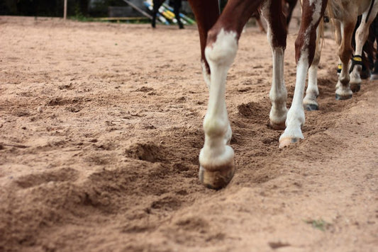 Equine Hoof Repair: a Complete Guide