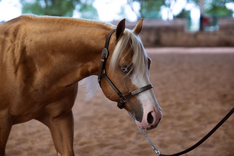 Hoof Abscess Breakout: Causes &amp; Care