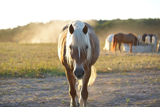 Preventative Hoof Care for Horses