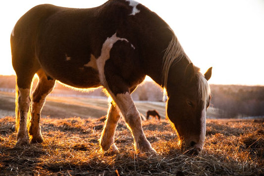 Hoof White Line: Complete Care Guide