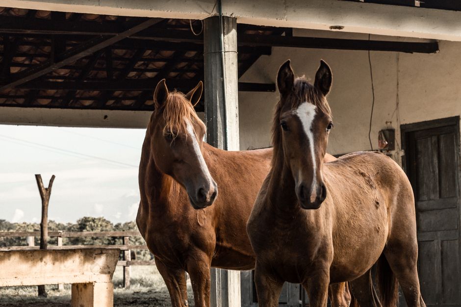 Rotten Frog: Understanding This Horse Hoof Condition