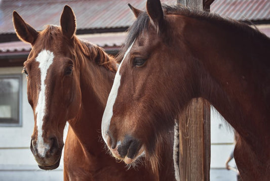 Horse Hoof Fungus Treatment Guide