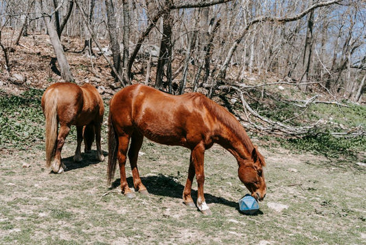 Laminitis Pads for Horses: Support & Relief