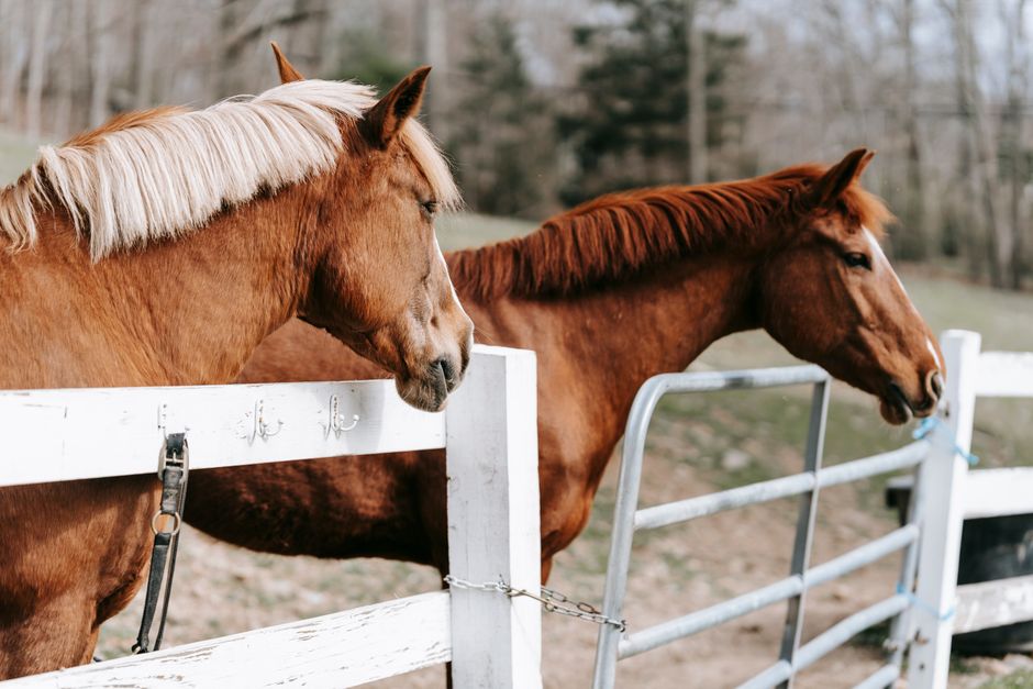 Hoof Care Timing: a Couple of Days Matter