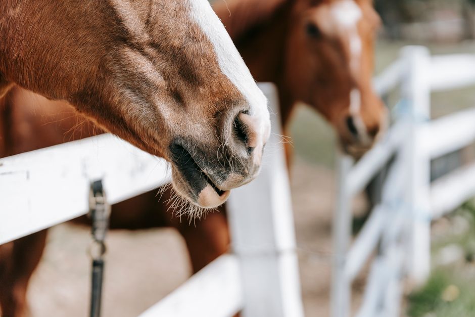 Best Treatment for Thrush in Horses
