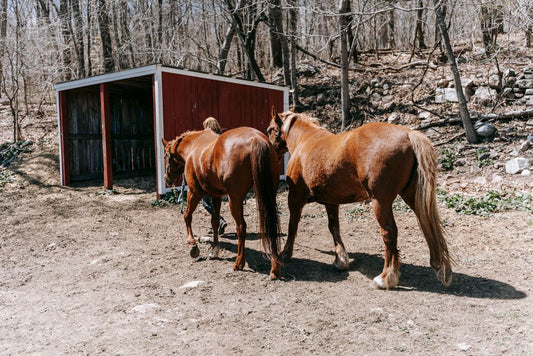 Barefoot Hoof Care: a Complete Guide