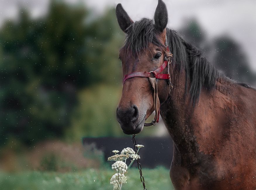 Cyclo Spray for Horse Hooves: What it Is