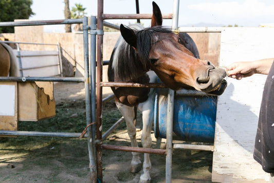 Equine Hoof Fungus Treatment Guide