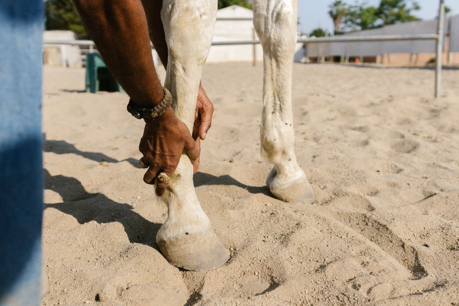Barefoot Horse Hoof: a Complete Guide