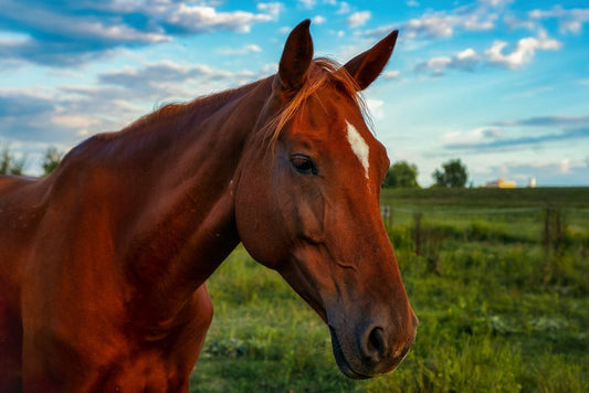 Copper Toxicity in Horses: Guide