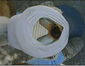 Outlaw Pad for laminitis and founder in horses hooves 