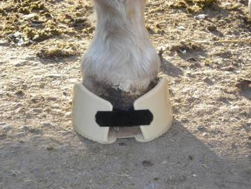 Outlaw Laminitis Founder Hoof Comfort Pad for Horses