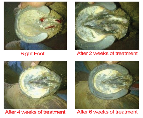 Outlaw Hoof Canker Care for horses, Equine Canker, Proliferative pododermatitis in horses, White Line, Severe Thrush